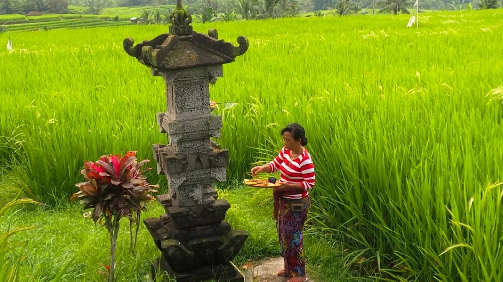 Balinese woman placing offering at a shrine in a rice field representing harmony with nature